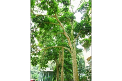 【自由時報】台灣梭羅木為本土特有樹種，可以長到十二至十五公尺，適合遮蔭。