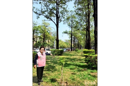 【自由時報】市議員邱素貞對於種植在黑板樹間的台灣梭羅木（箭頭所指），期盼為興大園道景觀帶來第二春。