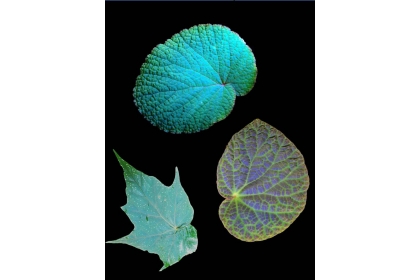 具繽紛絢麗虹光色彩的秋海棠葉片。圖：許秋容教授提供